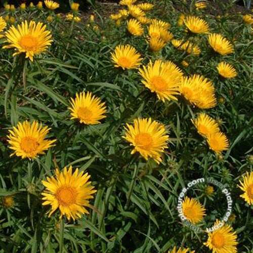 Afbeelding bij Alant - Inula ensifolia 