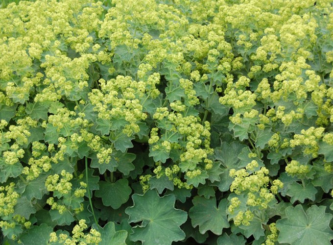 Afbeelding bij Alchemilla / Vrouwenmantel