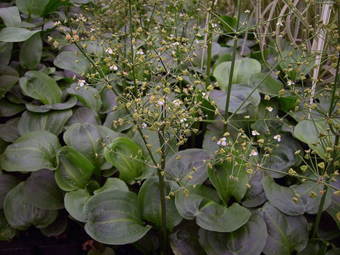 Afbeelding bij Alisma parviflora / Rondbladige waterweegbree