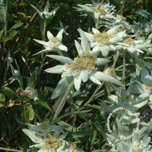 Afbeelding bij Alpen edelweiss - Leontopodium alpinum