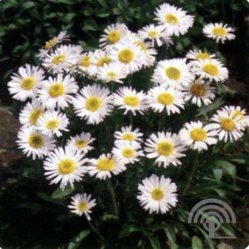 Afbeelding bij Alpenaster (Aster Alpinus) 'Albus'  