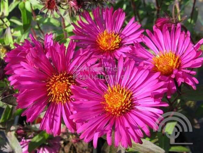 Afbeelding bij Alpenaster (Aster Alpinus) &#039;Happy End&#039;
