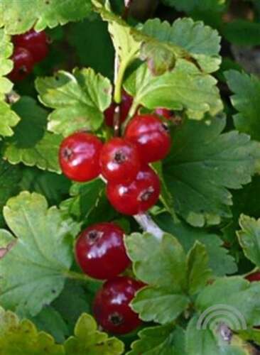 Afbeelding bij Alpenbes - Ribes alpinum 