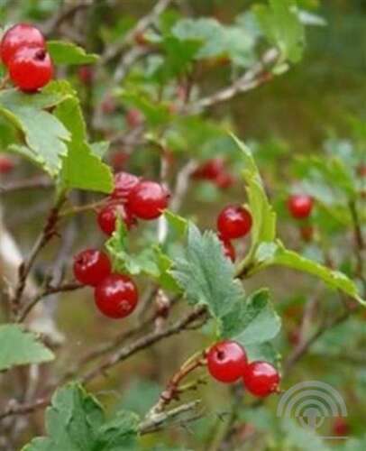 Afbeelding bij Alpenbes - Ribes alpinum &#039;Schmidt&#039; 