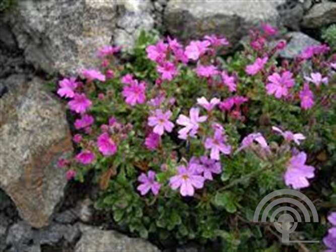 Afbeelding bij Alpenfijnstraal - Erigeron alpinus