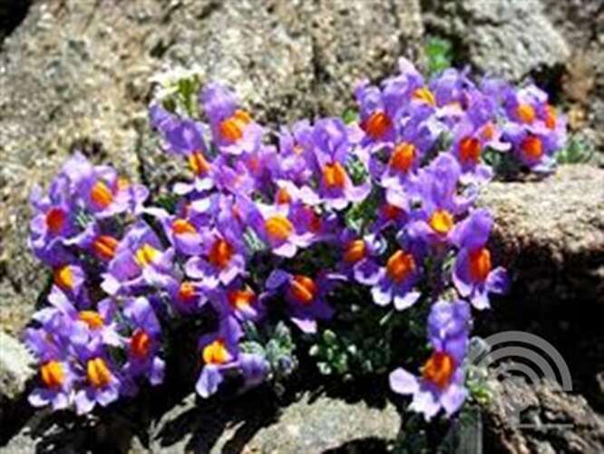 Afbeelding bij Alpenleeuwenbek - Linaria alpina 