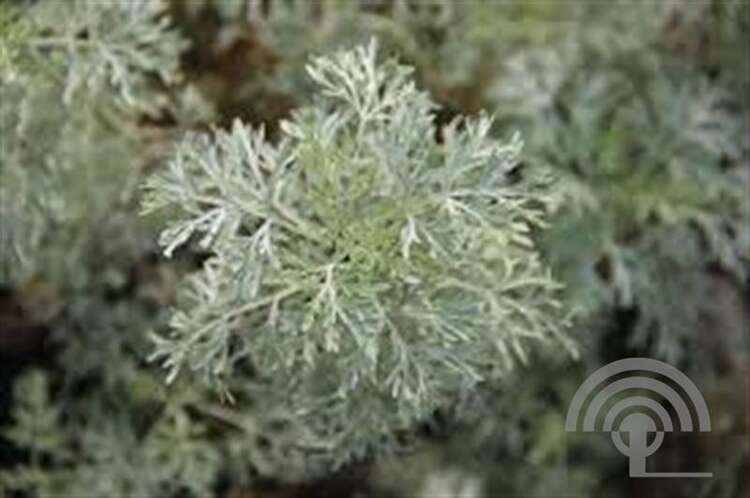 Afbeelding bij Alsem (Artemisia) 'Powis Castle'