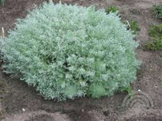 Afbeelding bij Alsem (Artemisia Schmidtiana) &#039;Nana&#039;