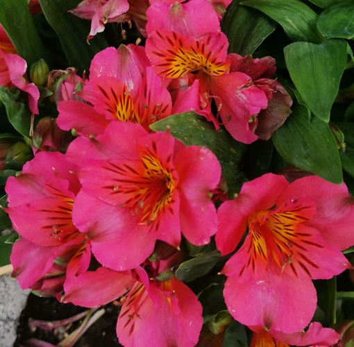 Afbeelding bij Alstroemeria / Incalelie (soort)