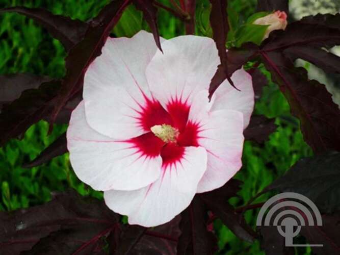 Afbeelding bij Altheastruik - Hibiscus mosch. Carrousel® &#039;Jolly Heart&#039;