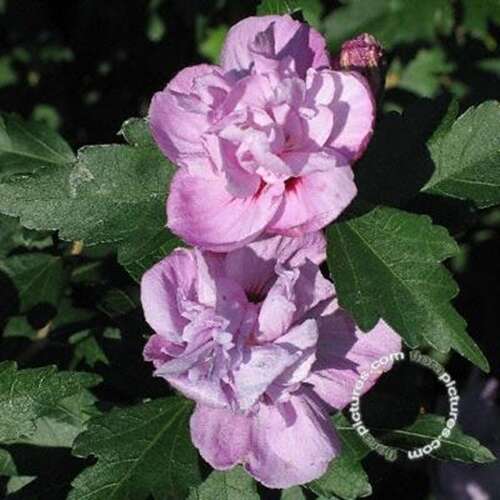 Afbeelding bij Altheastruik - Tuinhibiscus - Hibiscus syr. 'Ardens' 