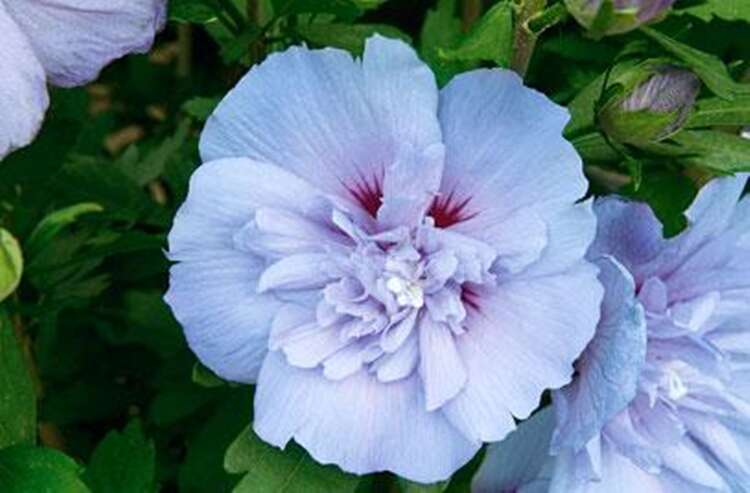 Afbeelding bij Altheastruik - Tuinhibiscus - Hibiscus syr. &#039;Blue Chiffon&#039; 
