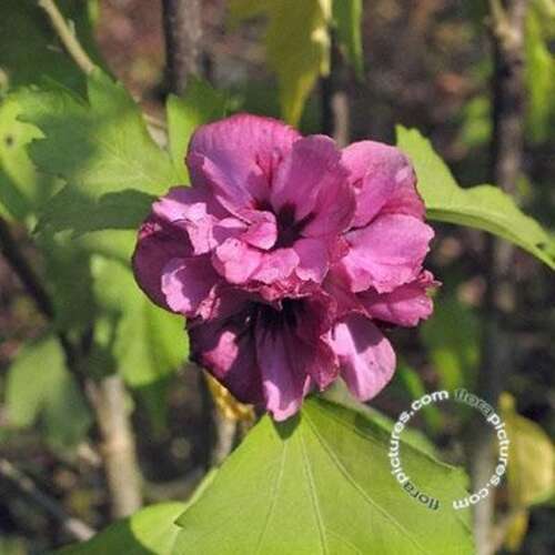 Afbeelding bij Altheastruik - Tuinhibiscus - Hibiscus syr. &#039;Duc de Brabant&#039; 