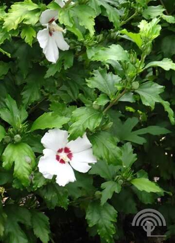 Afbeelding bij Altheastruik - Tuinhibiscus - Hibiscus syr. 'Hamabo'