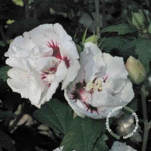 Afbeelding bij Altheastruik - Tuinhibiscus - Hibiscus syr. 'Lady Stanley' 
