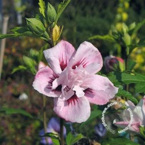 Hibiscus syriacus 'Marina' - Althaeastruik | De Tuinen van