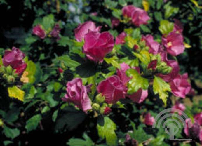 Afbeelding bij Altheastruik - Tuinhibiscus - Hibiscus syr. &#039;Mauve Queen&#039; 