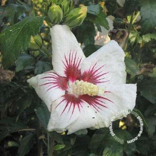 Afbeelding bij Altheastruik - Tuinhibiscus -  Hibiscus syr. 'Monstrosus' 