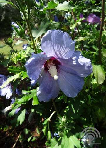 Afbeelding bij Altheastruik - Tuinhibiscus -  Hibiscus syr. &#039;Oiseau Bleu&#039; 