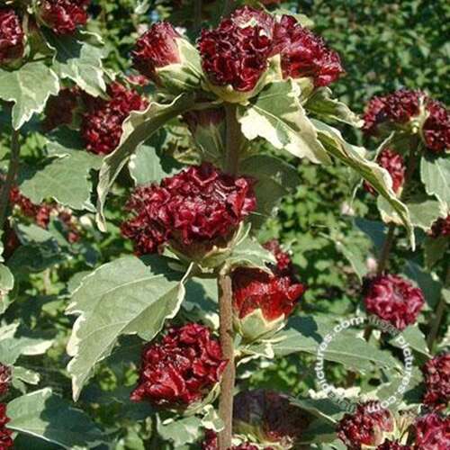 Afbeelding bij Altheastruik - Tuinhibiscus -  Hibiscus syr. 'Purpureus Variegatus' 