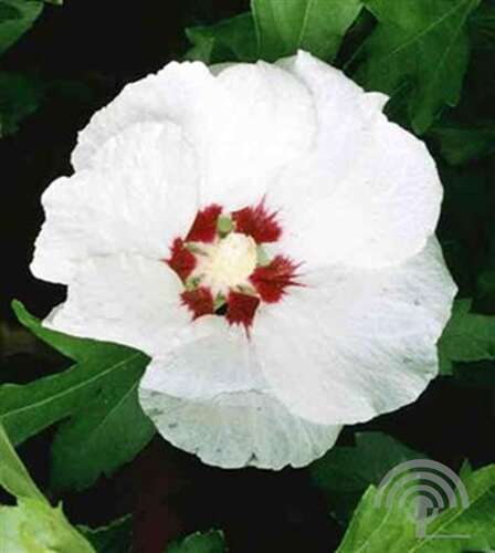 Afbeelding bij Altheastruik - Tuinhibiscus - Hibiscus syr. 'Red Heart'