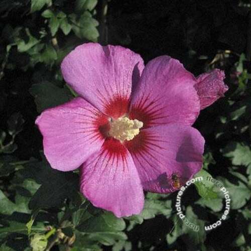 Afbeelding bij Altheastruik - Tuinhibiscus - Hibiscus syr. 'Russian Violet' ® 