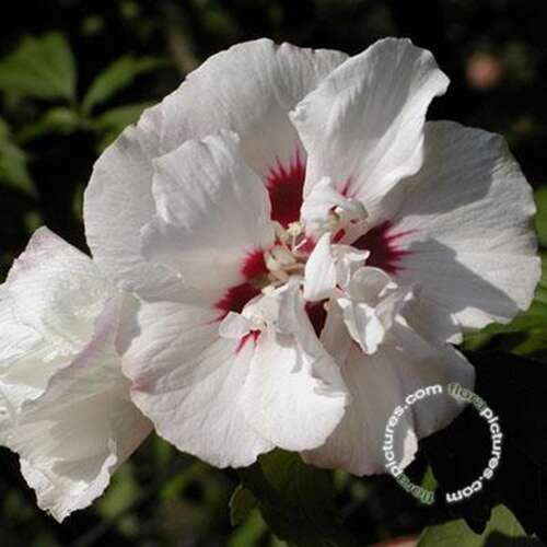 Afbeelding bij Altheastruik - Tuinhibiscus - Hibiscus syr. &#039;Speciosus&#039;