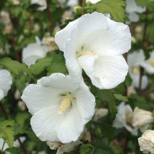 Afbeelding bij Altheastruik - Tuinhibiscus - Hibiscus syr. &#039;Totus Albus&#039;
