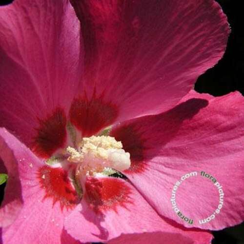 Afbeelding bij Altheastruik - Tuinhibiscus - Hibiscus syr. &#039;Woodbridge&#039; 