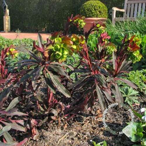 Afbeelding bij Amandelwolfsmelk - Euphorbia am.&#039;Purpurea&#039; 