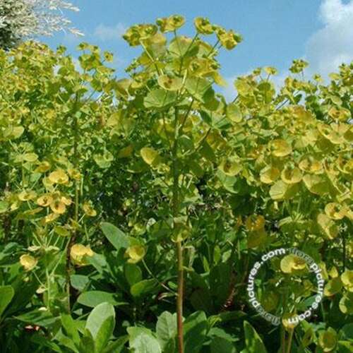 Afbeelding bij Amandelwolfsmelk - Euphorbia am.'Robbiae'