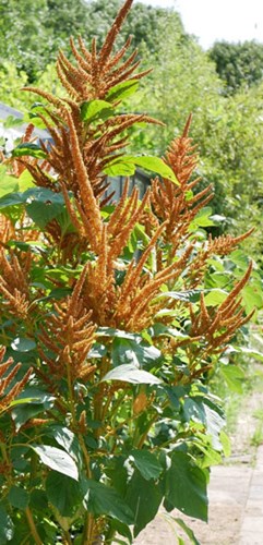 Afbeelding bij Amaranthus / Kattestaart / Amarant
