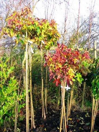 Afbeelding bij Amberboom - Liquidambar styr. &#039;Gum Ball&#039;