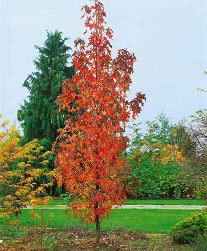 Afbeelding bij Amberboom - Liquidambar styr. &#039;Slender Silhoutte&#039;