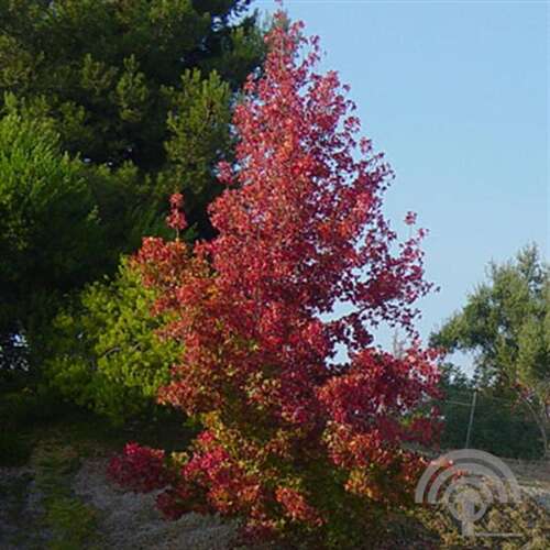 Afbeelding bij Amberboom - Liquidambar styr. 'Worplesdon'