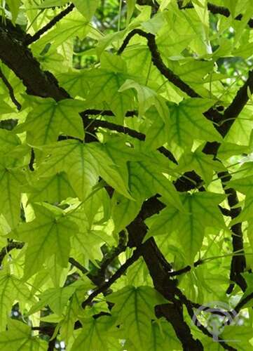 Afbeelding bij Amberboom - Liquidambar styraciflua