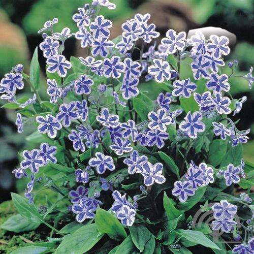 Afbeelding bij Amerikaans vergeet-me-nietje - Omphalodes capp. 'Starry Eyes'