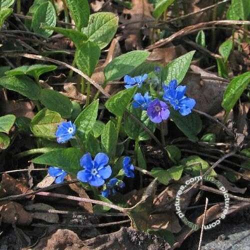 Afbeelding bij Amerikaans vergeet me nietje - Omphalodes verna