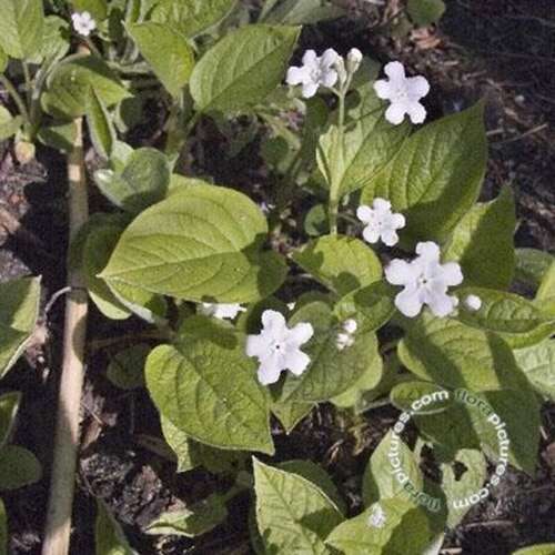 Afbeelding bij Amerikaans vergeet me nietje - Omphalodes verna &#039;Alba&#039; 