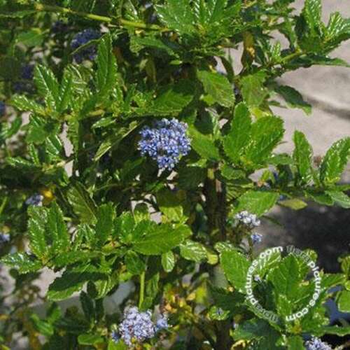 Afbeelding bij Amerikaanse Sering- Ceanothus &#039;Blue Mound&#039;