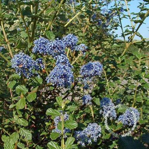 Afbeelding bij Amerikaanse sering - Ceanothus 'Burkwoodii' 