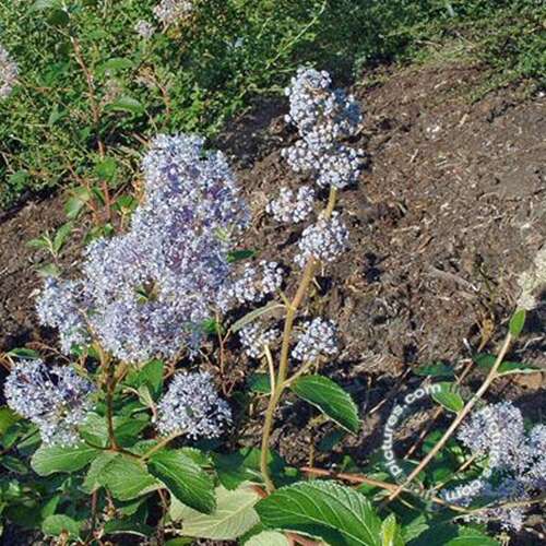 Afbeelding bij Amerikaanse sering - Ceanothus del. &#039;Gloire de Versailles&#039;