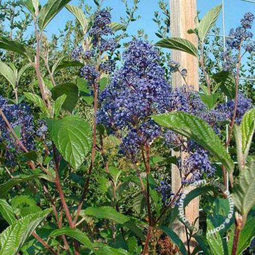 Afbeelding bij Amerikaanse sering - Ceanothus del. 'Henri Défossé'