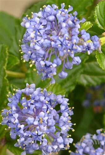 Afbeelding bij Amerikaanse sering - Ceanothus imp. &#039;Victoria&#039; 