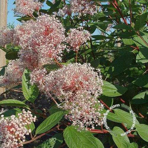 Afbeelding bij Amerikaanse sering - Ceanothus pallidus &#039;Marie Simon&#039;