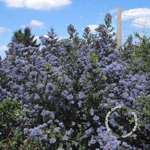 Afbeelding bij Amerikaanse sering - Ceanothus &#039;Puget Blue&#039; 