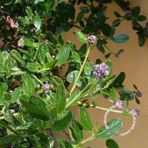 Afbeelding bij Amerikaanse sering - Ceanothus thyrsiflorus 'Skylark' 