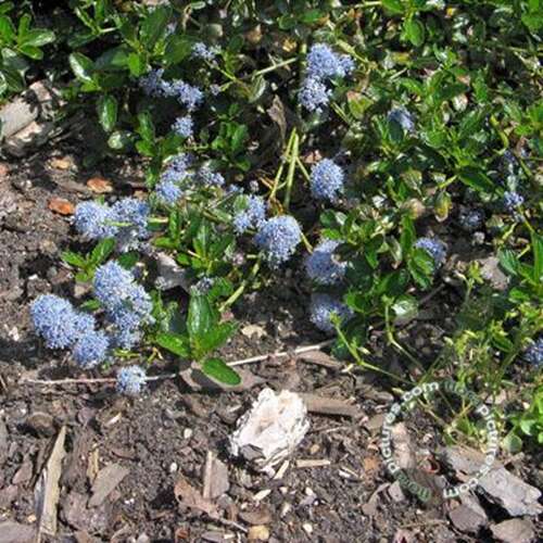 Afbeelding bij Amerikaanse sering - Ceanothus thyrsiflorus var. repens 