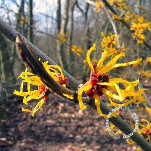 Afbeelding bij Amerikaanse toverhazelaar - Hamamelis virginiana