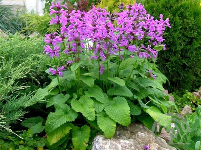 Afbeelding bij Andoorn - Stachys grandiflora 'Superba' 